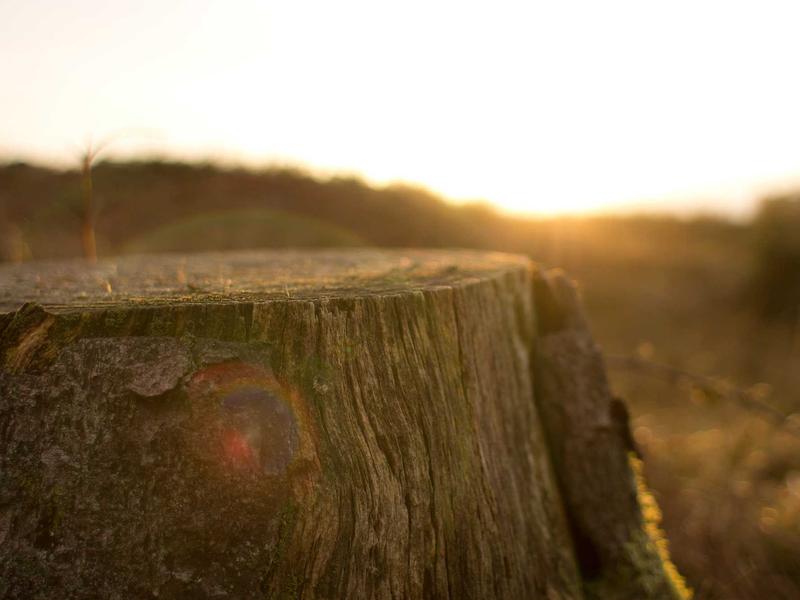 LicenLorPako Mérida